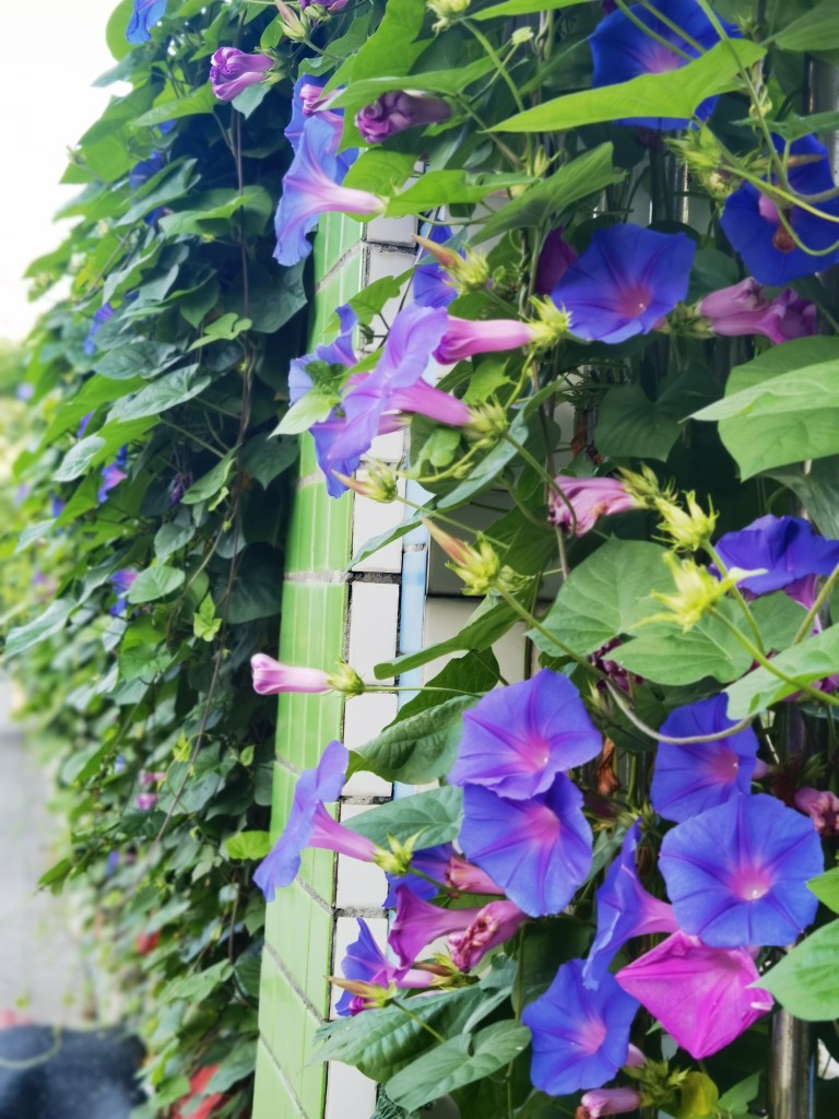 （藤趣）美国大花牵牛花美牛多年生四季开花宿根全天开放爬藤植物