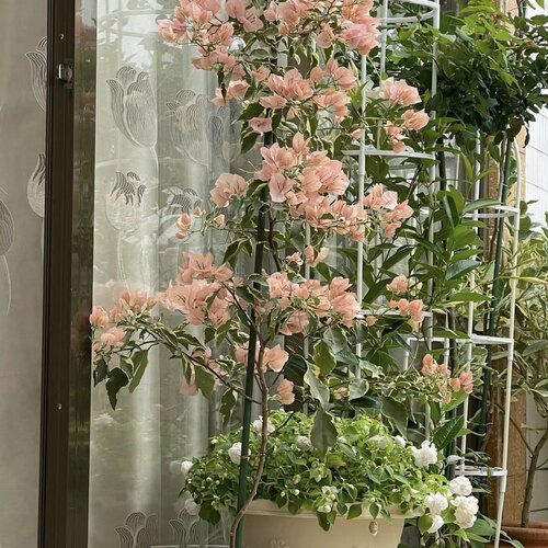 马斯三角梅橙白卡亚塔苹果花高杆大树苗垂枝飘枝造型素材树苗