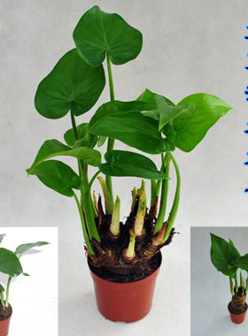 绿植小叶千手观音吸甲醛包邮植物