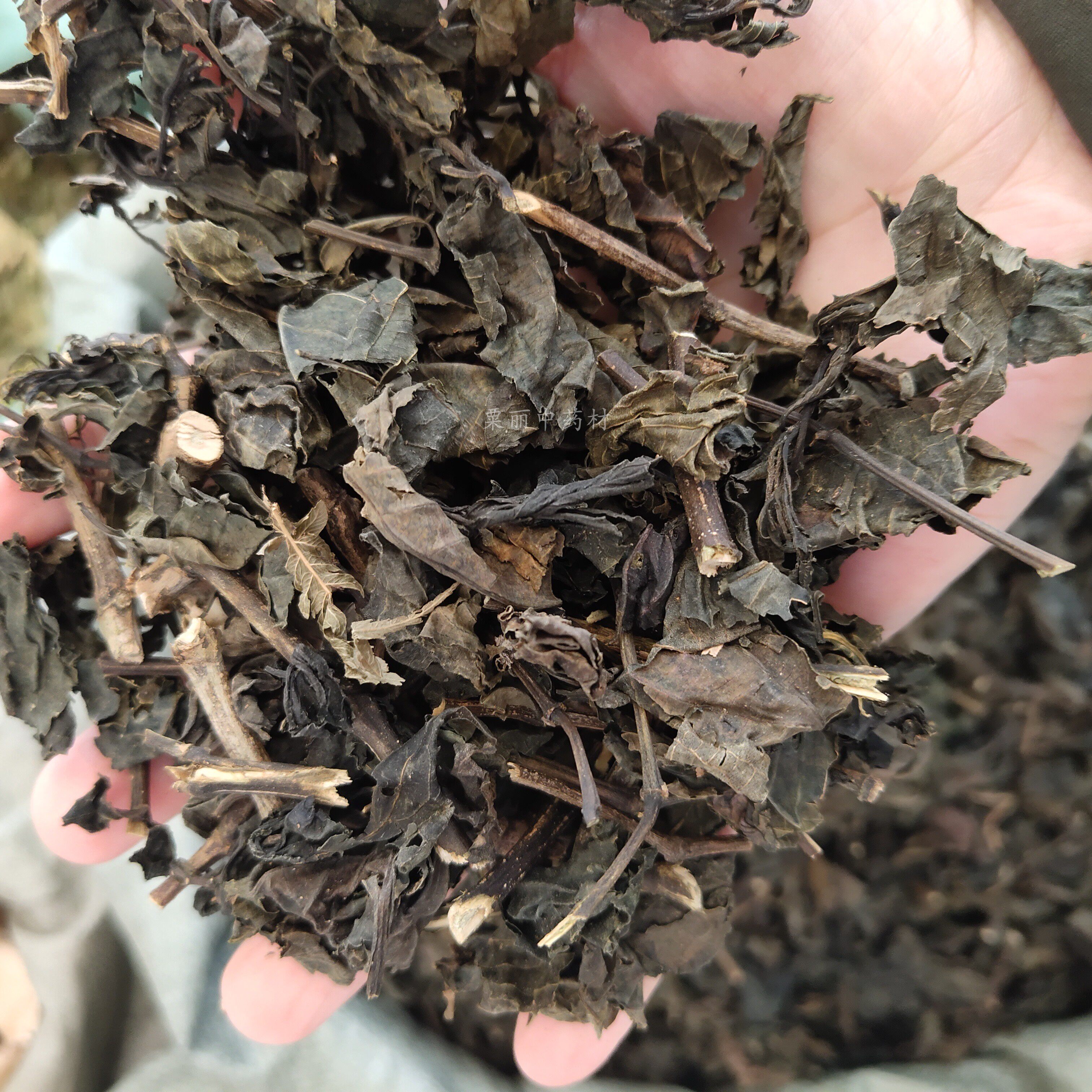 大青叶中草药材蓝靛叶500克包邮 南板蓝根叶路边青叶菘蓝叶蓼蓝叶