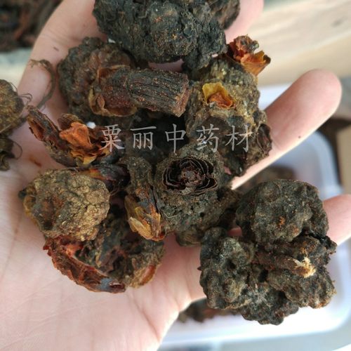 野生回春草根 500g 草苁蓉根 不老草头 顶天柱头 老谷头 不老草根