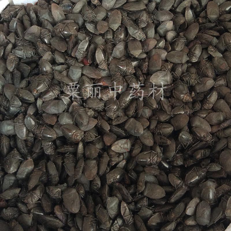 九香虫 正品野生九香虫中药材大个黑兜新货虫蜣螂虫打屁虫屁巴虫