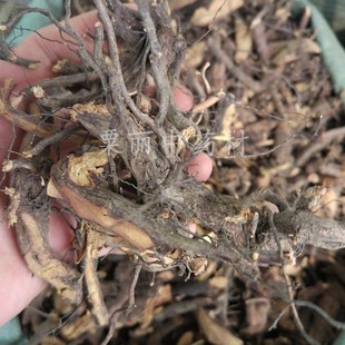 铁包金根 500克包邮 老鼠耳 小叶铁包金 乌龙根 勾儿茶 老鼠草