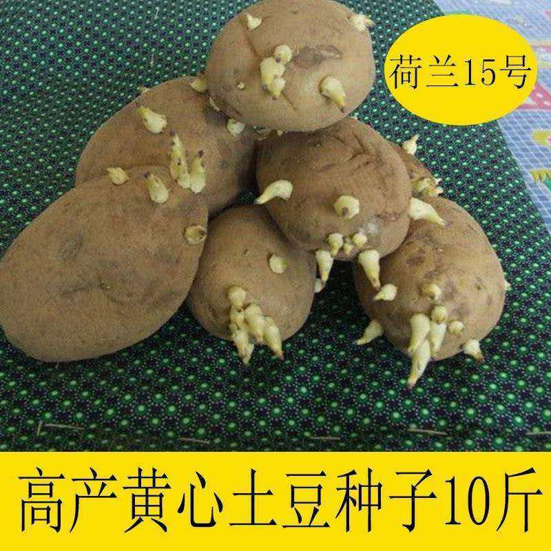 已冒芽高产早熟黄皮黄心土豆种黄心土豆种老品种洋芋马铃薯种邮政