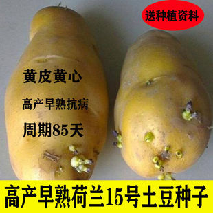 高产早熟土豆种子马铃薯种子新鲜土豆种子黄皮黄心土豆种荷兰15