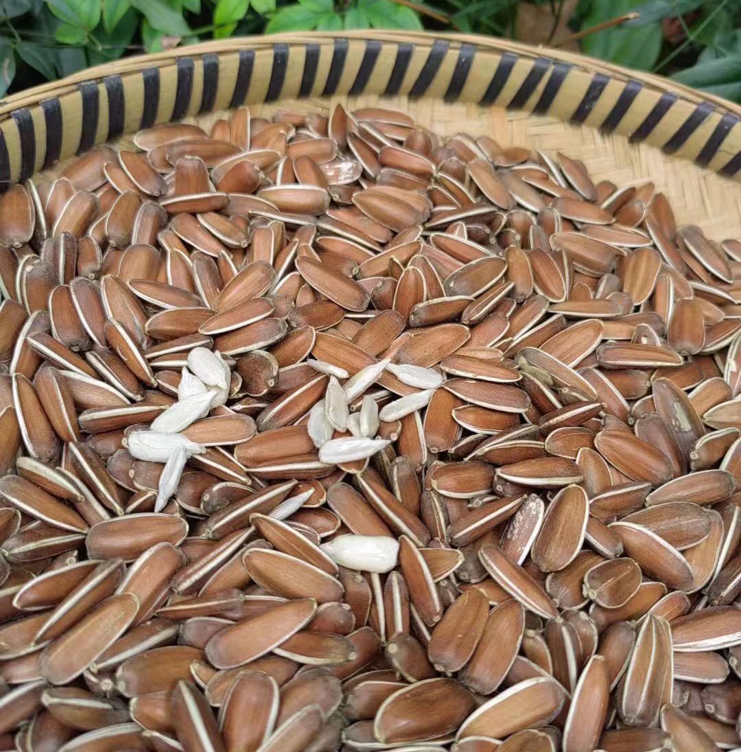 云南红皮葵花籽即食农产品无任何加工生吃甜糯500克红皮瓜籽