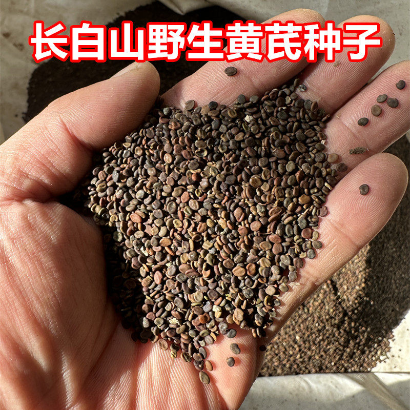 东北长白山野生黄芪籽