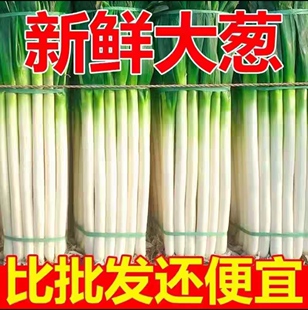 山东铁杆大葱新鲜现挖长白大葱去皮半叶甜辣葱现摘农家自种鲜嫩葱