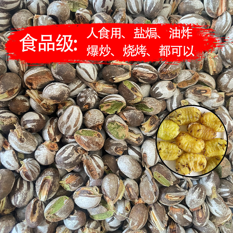 蜜袋鼯仓鼠粮食零食坦克虫洋辣子花枝鼠松鼠啦虫金丝熊杨拉罐食用