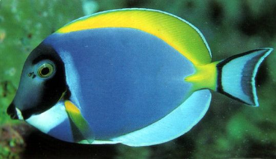 观赏海水鱼 活体鱼 马代粉蓝吊 倒吊