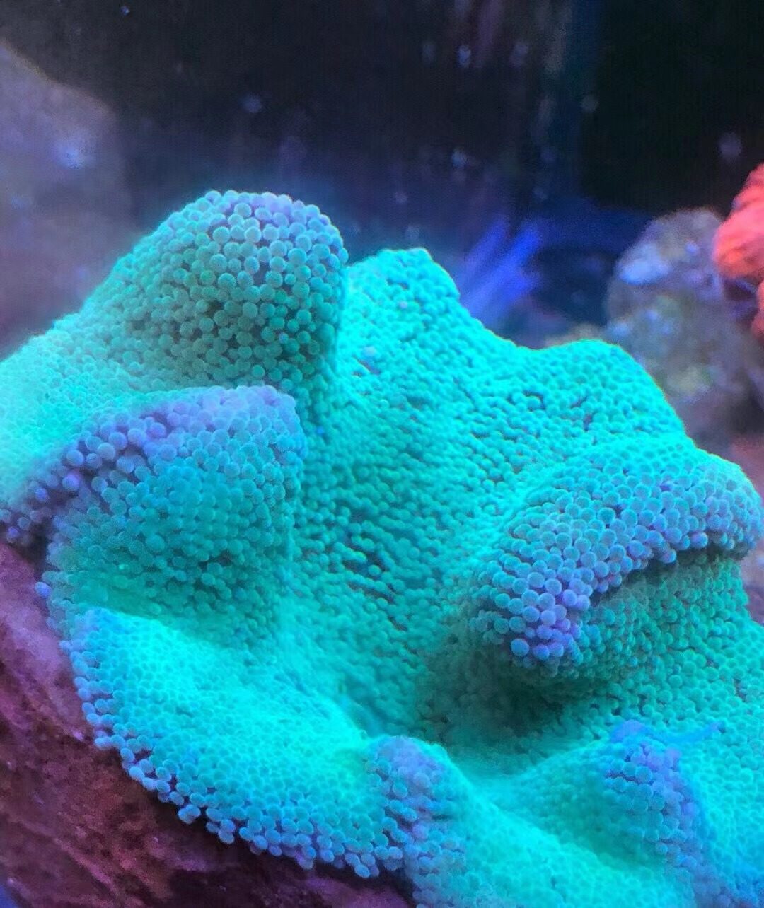 活体珊瑚 鱼缸造景 绿地毯  水族景观