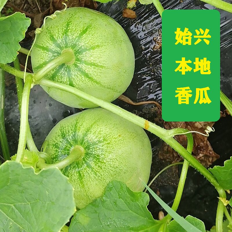 韶关始兴本地香瓜|农家甜瓜|家乡本地香瓜|现摘现发|新鲜季节水果