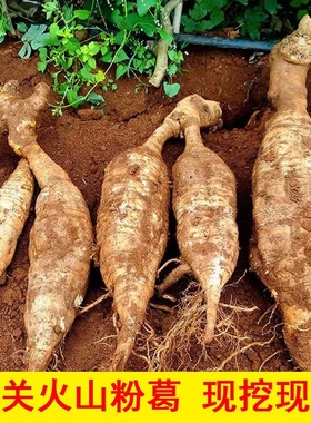 始兴特产|韶关乐昌无渣火山粉葛10斤|葛根葛薯新鲜绿色蔬菜煲汤料