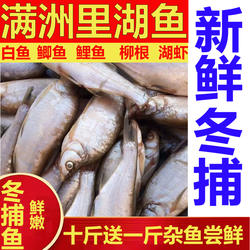 呼伦贝尔满洲里呼伦湖达赉湖白鱼鲤鱼鲫鱼大白鱼10斤包新鲜