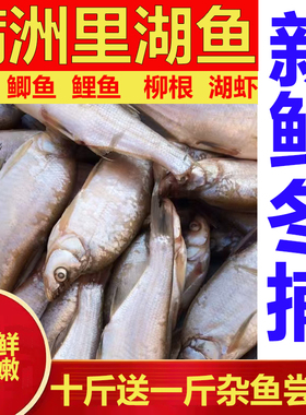 呼伦贝尔满洲里呼伦湖达赉湖白鱼鲤鱼鲫鱼大白鱼10斤包新鲜