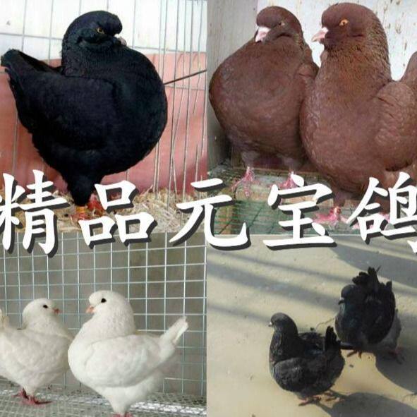 元宝活体鸽子元宝鸽子
