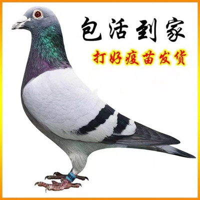 活体信鸽活体黑色白色