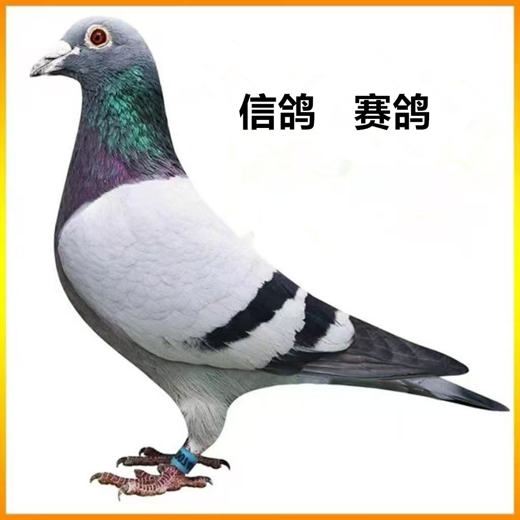 活体信鸽活体黑色白色