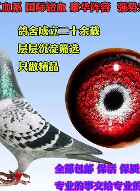 鸽子赛鸽信鸽幼鸽种鸽成绩鸽天落原环迟归鸽高位成绩鸽血统鸽