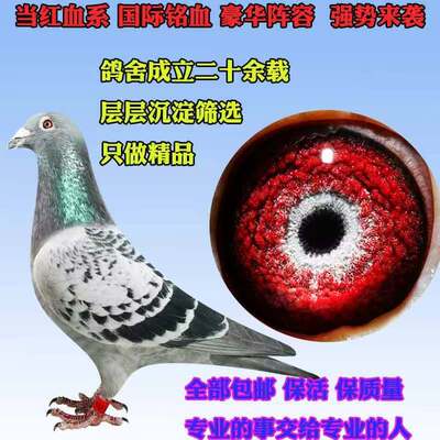 成绩鸽种鸽幼赛鸽原环种鸽