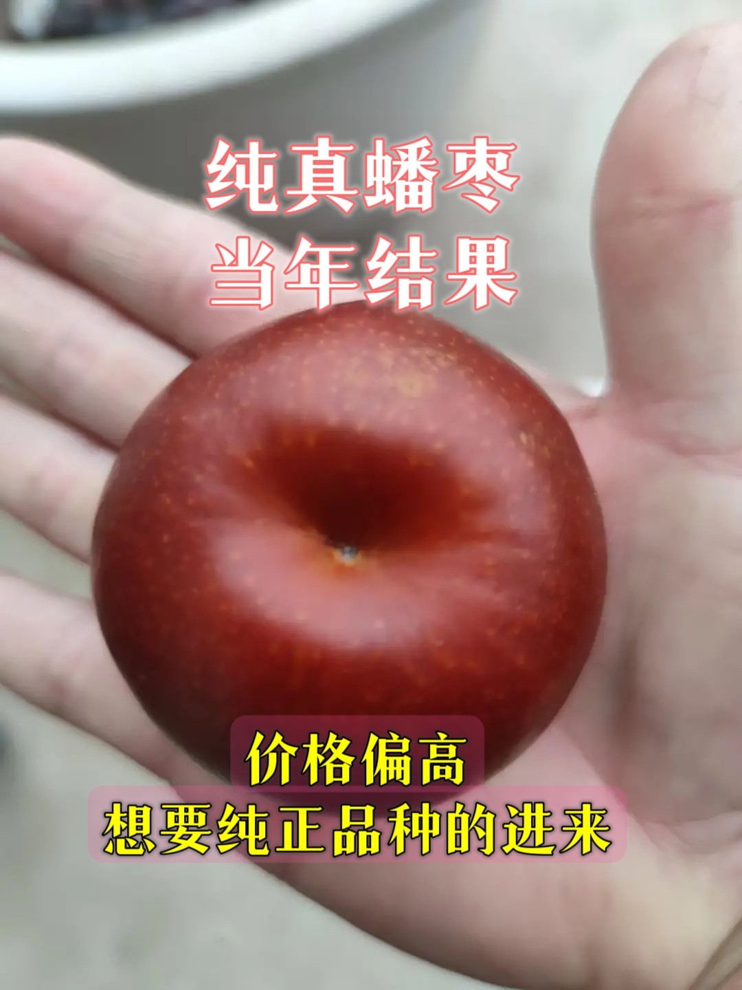 蟠枣树果苗蟠枣树苗蟠枣苗枣树苗新品种价格偏高因为品种纯正