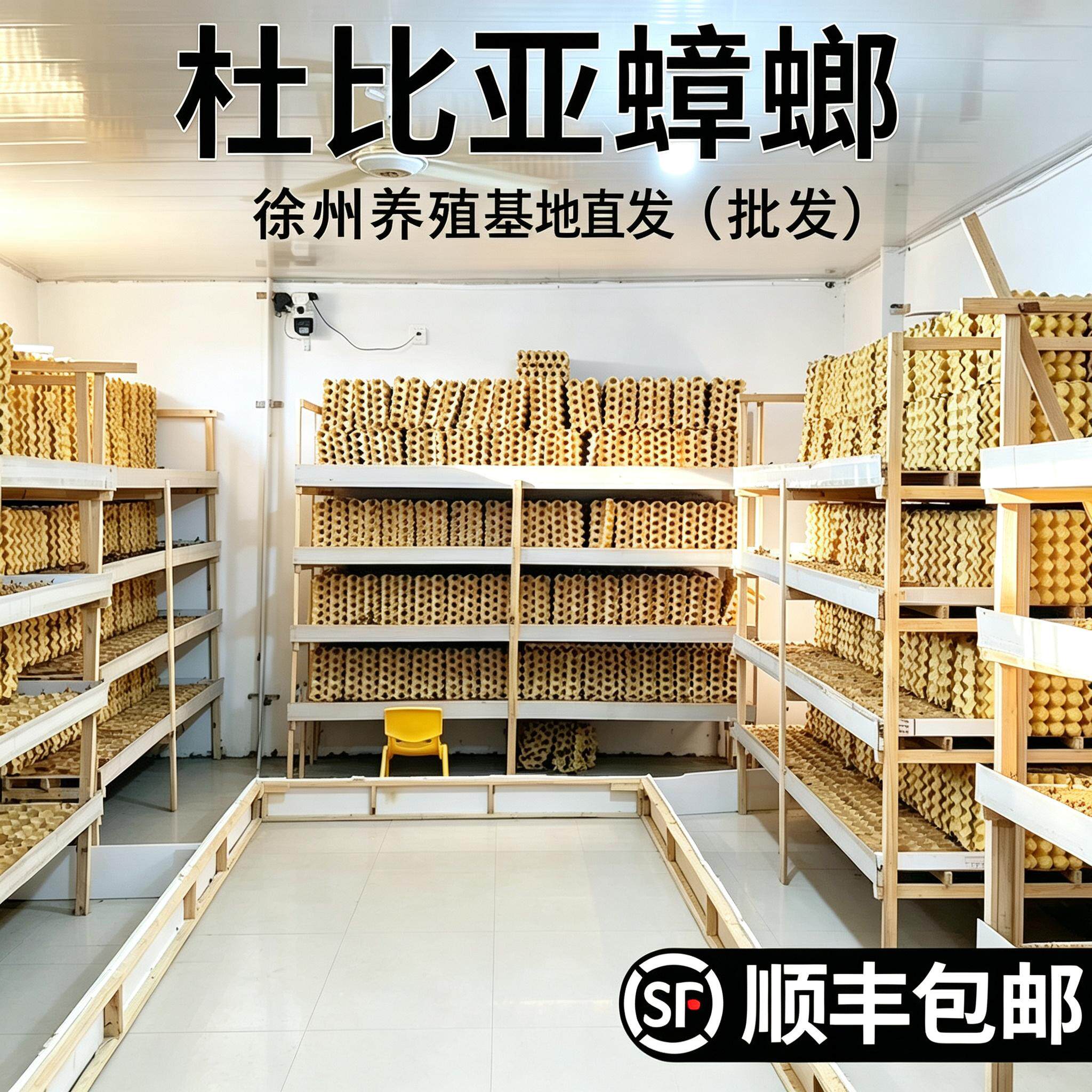 杜比亚蟑螂活体昆虫爬宠活物饲饵料