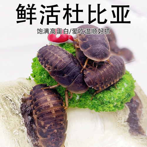 杜比亚蟑螂饲料活虫昆虫螳螂活体鬃狮蜥营养活饵繁殖组龙鱼守宫