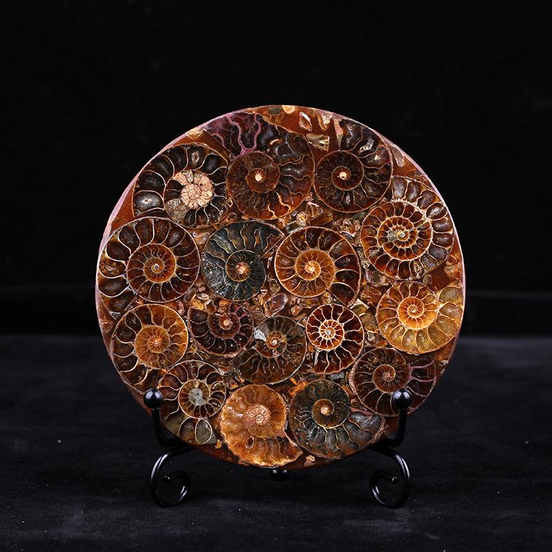 天然矿物菊石螺盘摆件矿物标配