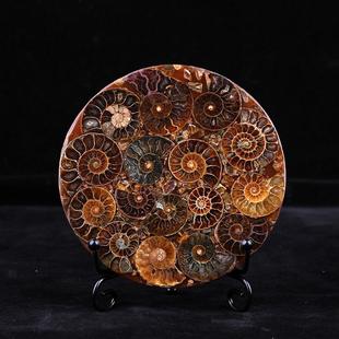 天然矿物菊石标本摆件 螺盘螺化石切片原石真品 马达加斯加原矿
