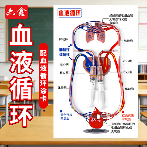 血液循环模型科学小实验手工材料