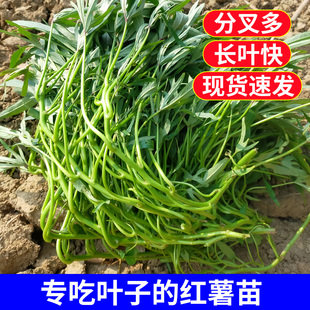 红薯叶苗 食叶型 广西可食用地瓜叶番薯苗秧专吃叶子的红苕尖绿植