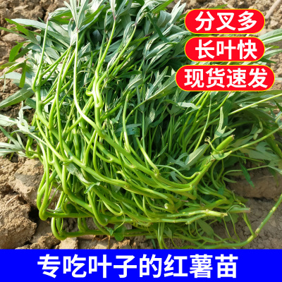 广西食用型红薯叶苗专吃叶子吃杆