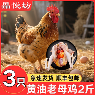 老母鸡2斤农家散养批发商用土鸡冷冻炖汤走地鸡淘汰蛋鸡新鲜现杀