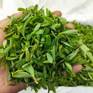 现货柳树芽野生柳树叶新鲜柳芽菜农家柳树尖现摘嫩柳穗2斤装包邮