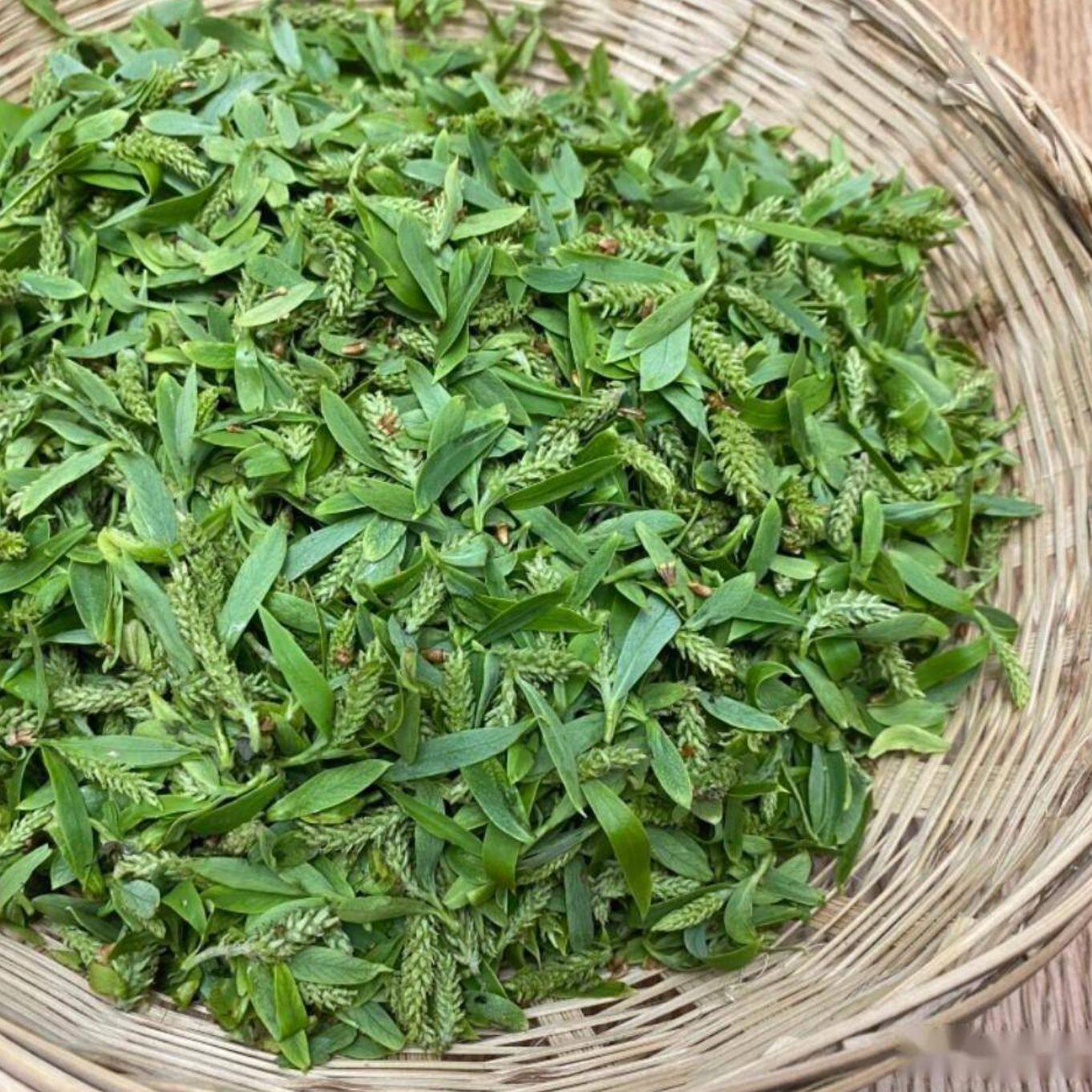 26年野生新鲜柳芽野生柳树芽农家蒸菜柳树嫩芽泡茶新货柳芽茶包邮
