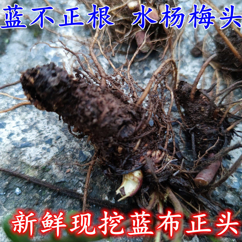 贵州新鲜现挖蓝布正根中药材路边青水杨梅头昏药南不正兰不正500g