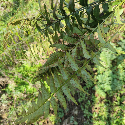 贵州大山新鲜贯众 绵马鳞毛蕨 贯节 贯渠 中草药盆栽现挖现发包邮