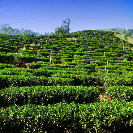 茶园茶叶直播间背景墙茶叶田园风景采茶蓝天白云户外主播背景布