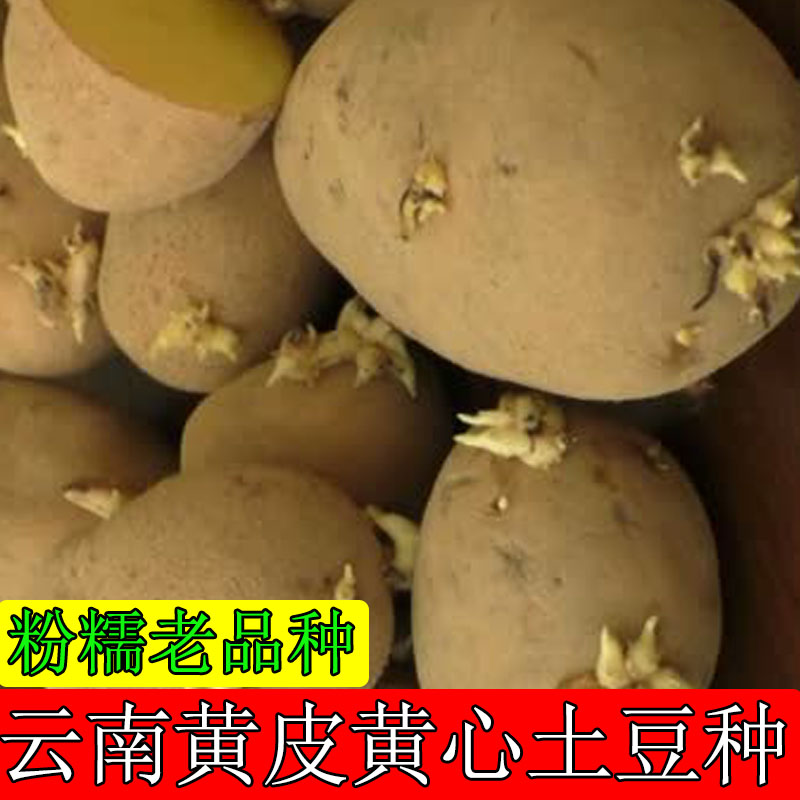 黄皮黄心土豆新鲜特惠土豆种