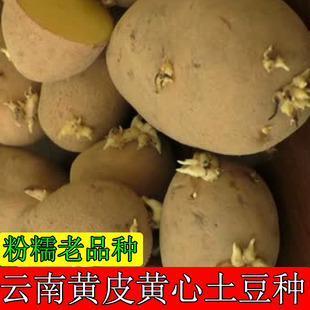 高产早熟黄皮黄心洋芋种子云南农家老品种黄心出芽土豆种马铃薯种