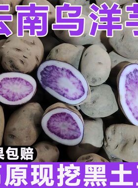 云南新鲜蔬菜粉糯乌洋芋