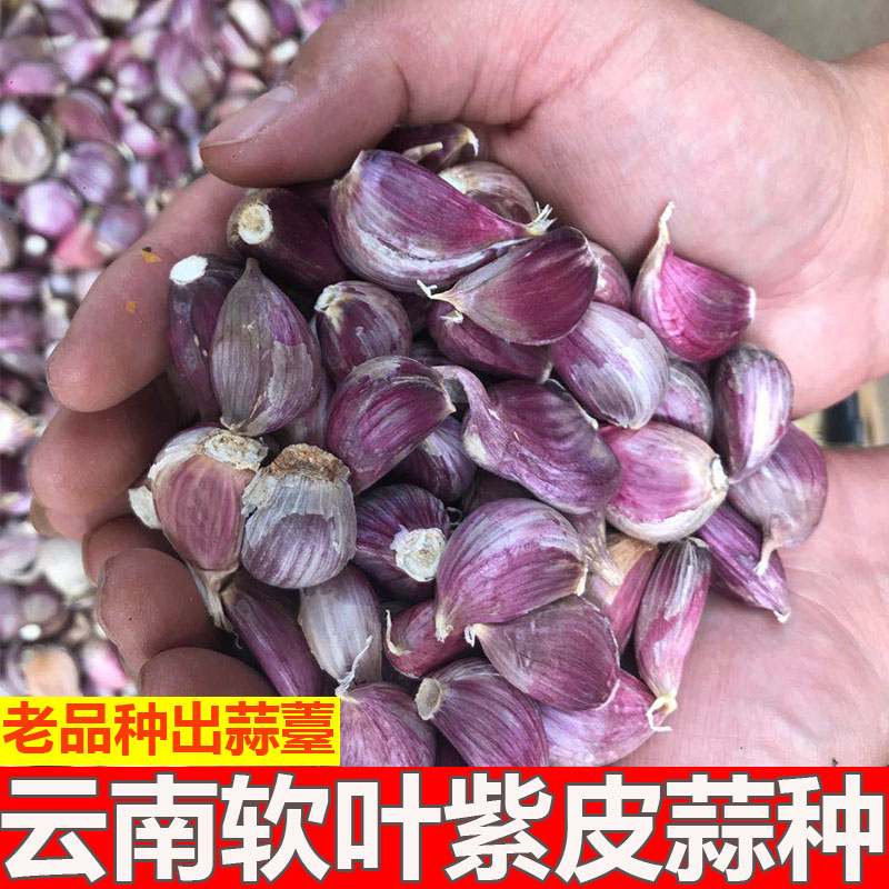 云南紫皮干大蒜10斤正宗大理紫皮蒜种老品种软叶蒜种红皮干大蒜头