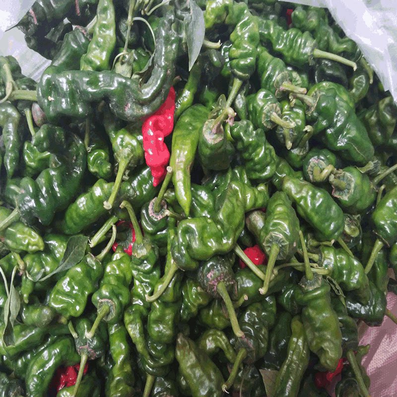 山东枣庄滕州新鲜农家绿色蔬菜螺丝辣椒炒辣子鸡专用
