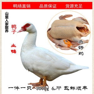 林姐莆田特产鸡鸭杀好本地白鸭子肉 小吃鸭肉一件一只约6斤