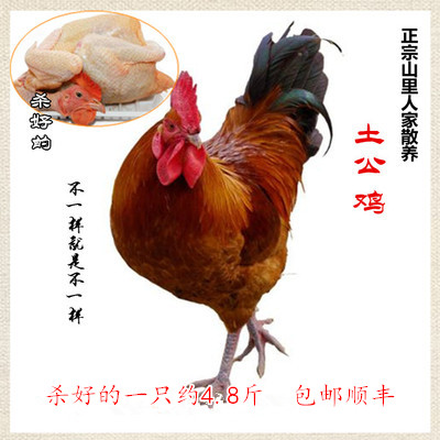 林姐莆田特产鸡鸭散养场杀好本地土公鸡小吃鸡肉一件约2400g包邮
