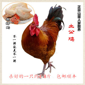 林姐莆田特产鸡鸭散养场杀好本地土公鸡小吃鸡肉一件约2400g包邮