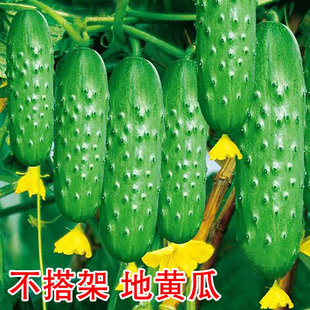 爬满地黄瓜种子老品种旱黄瓜兔子腿黄瓜短棒精品盆栽四季 蔬菜种子