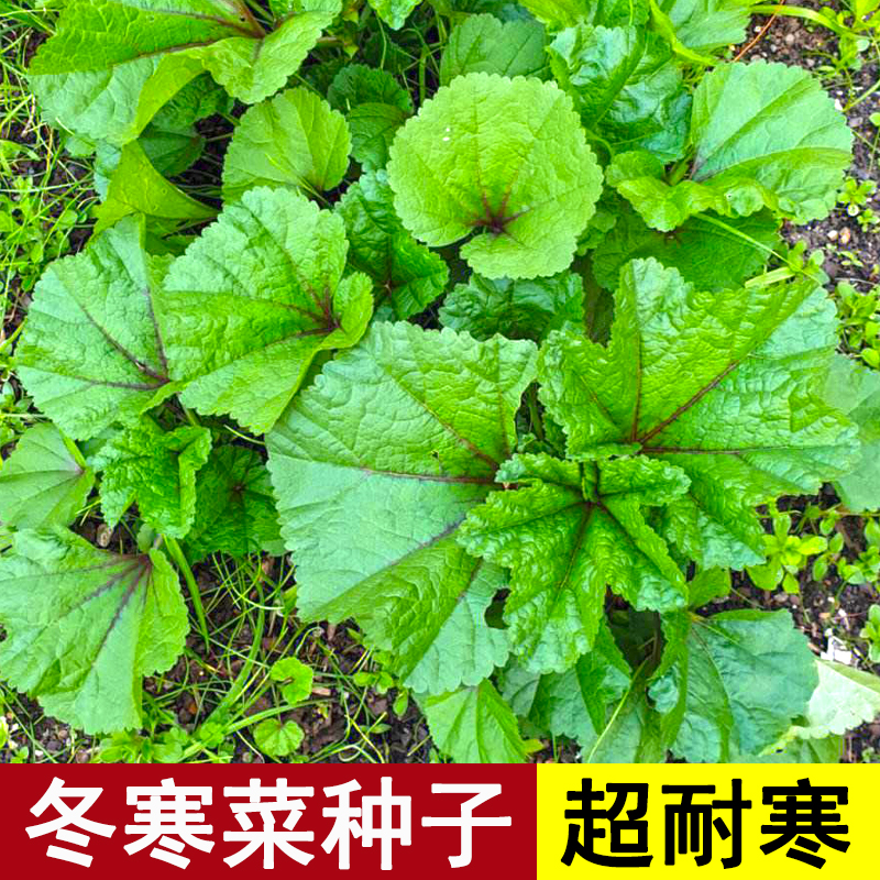冬寒菜高钙菜种子四季青菜秧苗