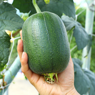 台湾苹果丝瓜种子苗高产粗直筒厚肉丝瓜苗水瓜籽种春四季 阳台蔬菜