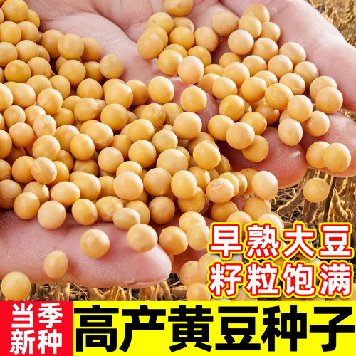 中黄37黄豆种子大豆种籽孑早熟